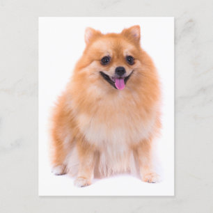 Tarjeta postal pomerania de perro en blanco