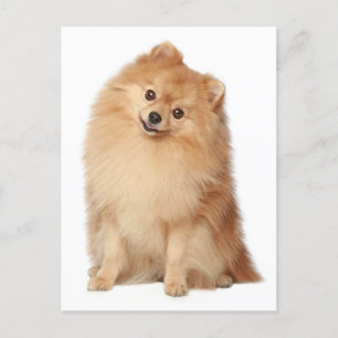 Tarjeta postal pomerania de perro en blanco