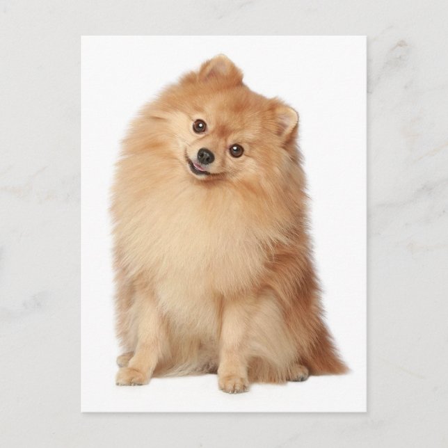 Tarjeta postal pomerania de perro en blanco (Anverso)