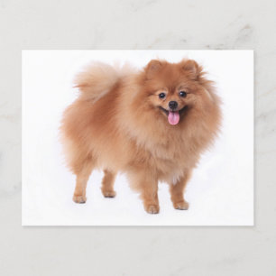 Tarjeta postal pomerania de perro en blanco