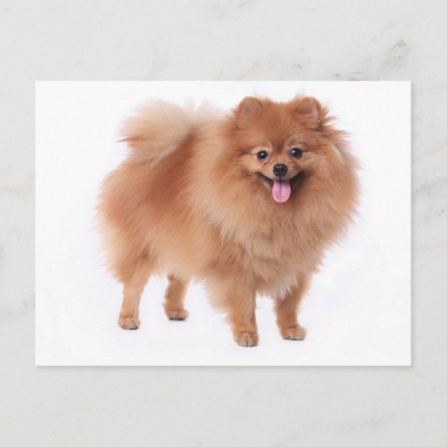 Tarjeta postal pomerania de perro en blanco (Anverso)