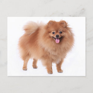 Tarjeta postal pomerania de perro en blanco