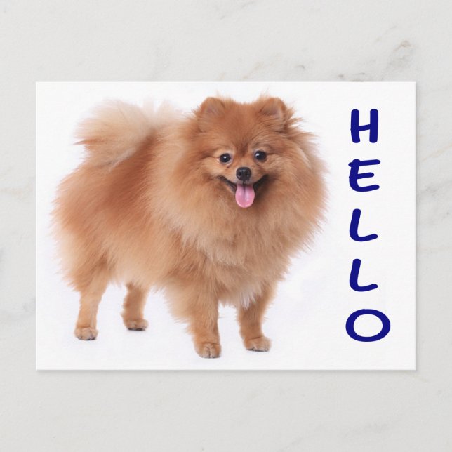 Tarjeta postal pomerania de perro en blanco (Anverso)