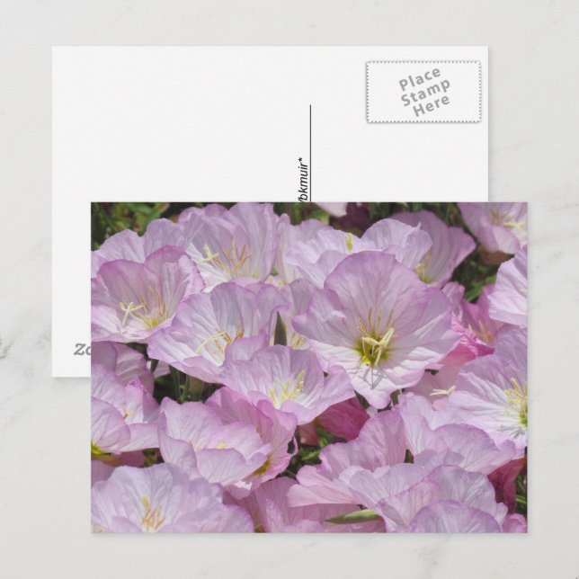 Tarjeta postal - Primer plano de Primrose (Anverso / Reverso)