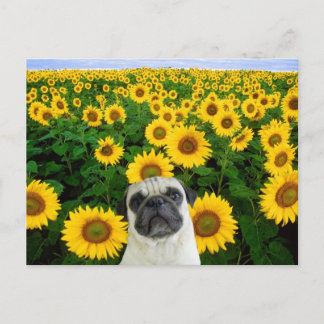 Tarjeta postal Pug in Sunflowers