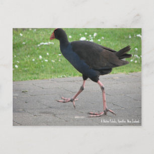 Tarjeta postal, Pukeko autóctono, Hamilton, Nueva 