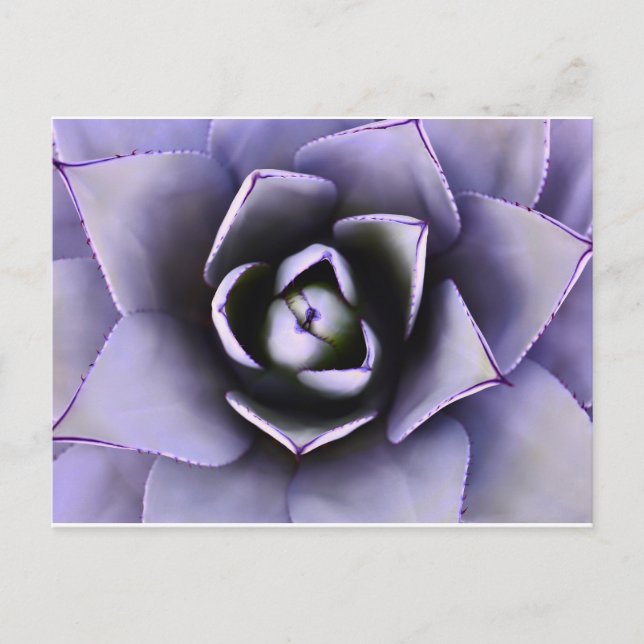 Tarjeta postal Purple Agave (Anverso)