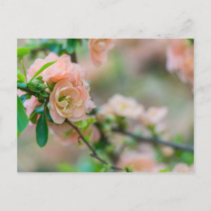 Tarjeta postal Quince Blank de Flor de Peach