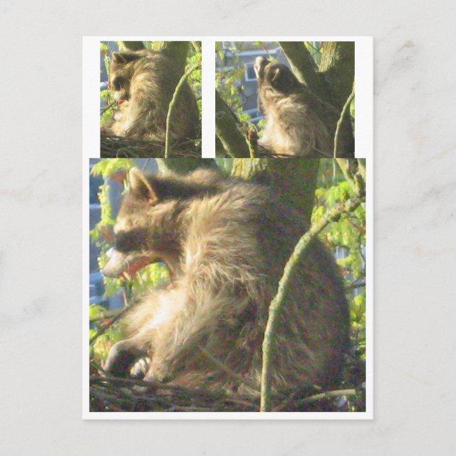 Tarjeta postal Raccoon Yawning (Anverso)