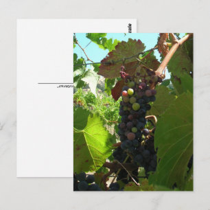 Tarjeta postal - Racimo de uvas en la vid