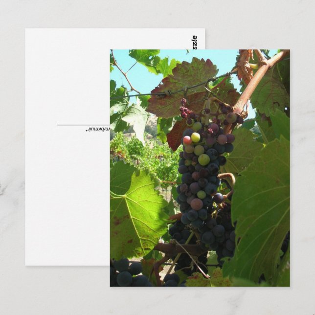 Tarjeta postal - Racimo de uvas en la vid (Anverso / Reverso)