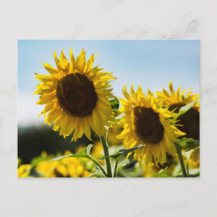 Tarjeta postal - Radiancia estival de girasoles