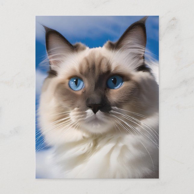 Tarjeta postal Ragdoll Cat (Anverso)