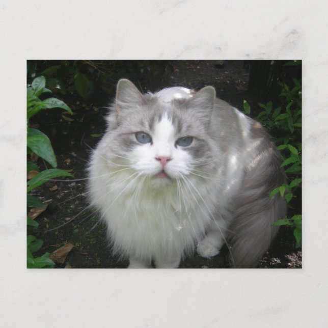 Tarjeta postal Ragdoll Cat DIY (Anverso)