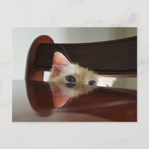 Tarjeta postal Ragdoll Cat Peeking