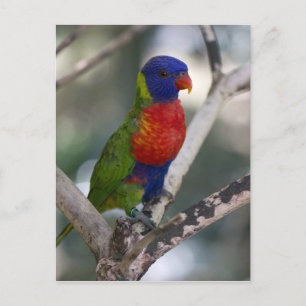 Tarjeta postal Rainbow Lorikeet