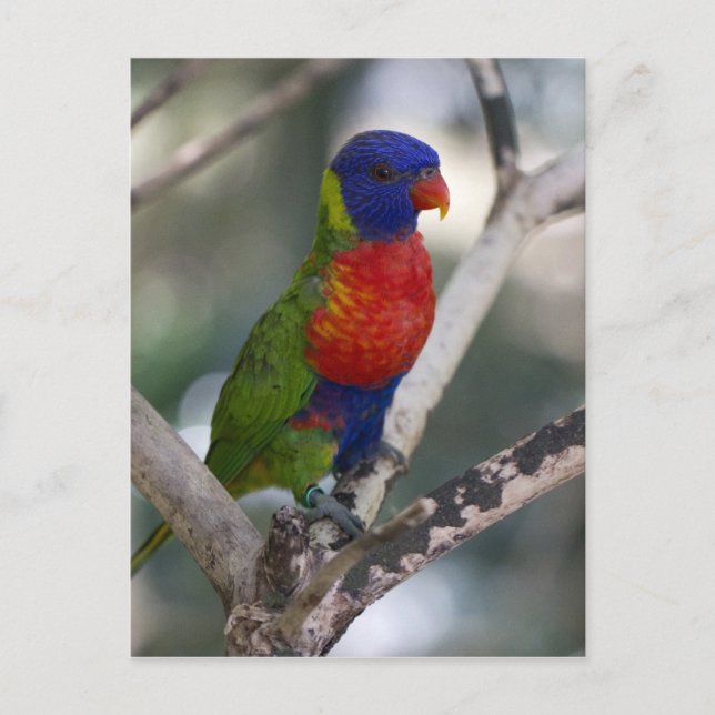 Tarjeta postal Rainbow Lorikeet (Anverso)