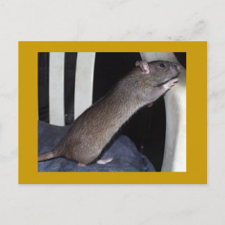 TARJETA POSTAL RAT