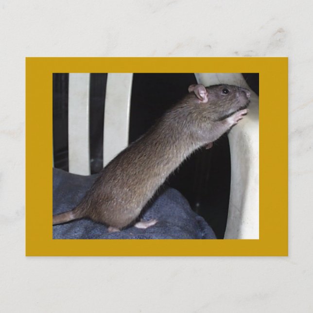 TARJETA POSTAL RAT (Anverso)