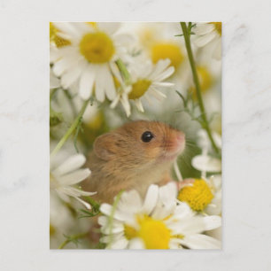 Tarjeta postal - Ratón lindo entre las margaritas