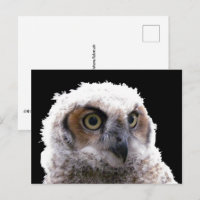 Tarjeta postal - Retrato de búho joven