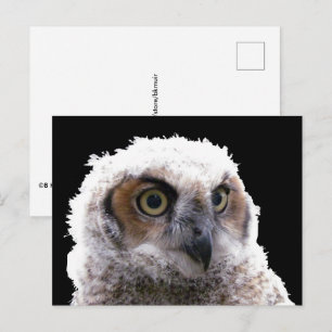 Tarjeta postal - Retrato de búho joven