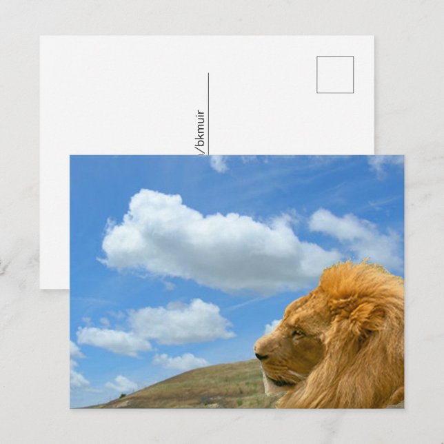 Tarjeta postal - Retrato de león (Anverso / Reverso)