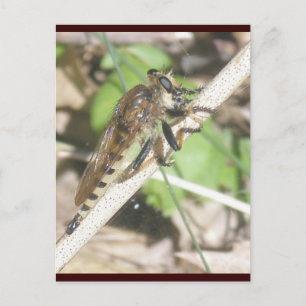 Tarjeta postal Robber Fly