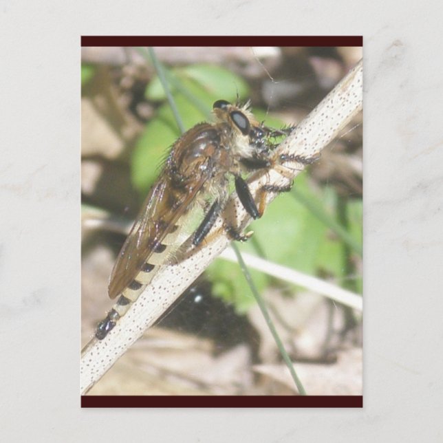 Tarjeta postal Robber Fly (Anverso)