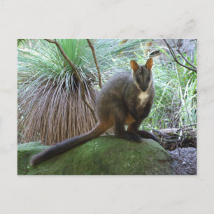 Tarjeta postal Rock Wallaby