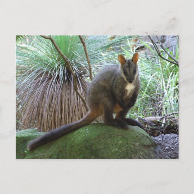 Tarjeta postal Rock Wallaby (Anverso)