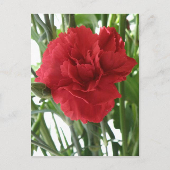 Tarjeta postal roja de carnación (Anverso)