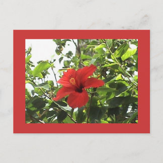 Tarjeta postal roja hibiscus