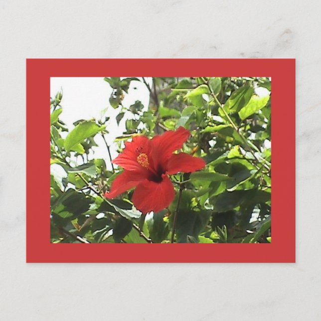 Tarjeta postal roja hibiscus (Anverso)