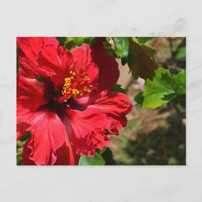 Tarjeta postal roja hibiscus (Anverso)
