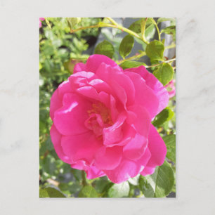 Tarjeta postal rosa