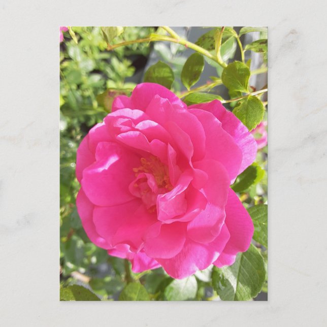 Tarjeta postal rosa (Anverso)