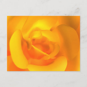 Tarjeta postal Rosa amindada
