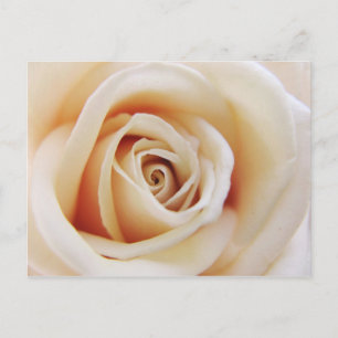 Tarjeta postal Rosa Apricot