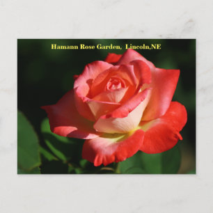 Tarjeta postal Rosa de Brigadoon HRG 400 2014