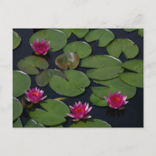 Tarjeta postal rosa de Lotus Waterlilies