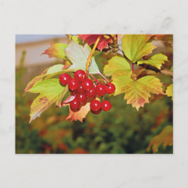 Tarjeta postal Rosa del Viburnum Guelder de las Be
