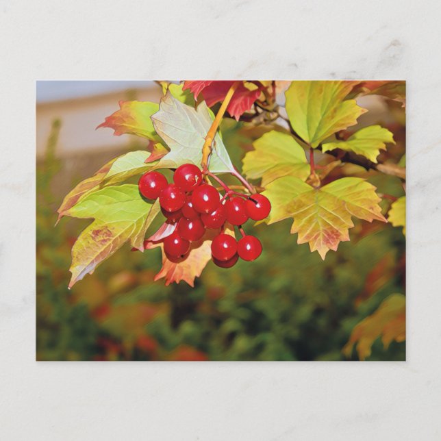 Tarjeta postal Rosa del Viburnum Guelder de las Be (Anverso)