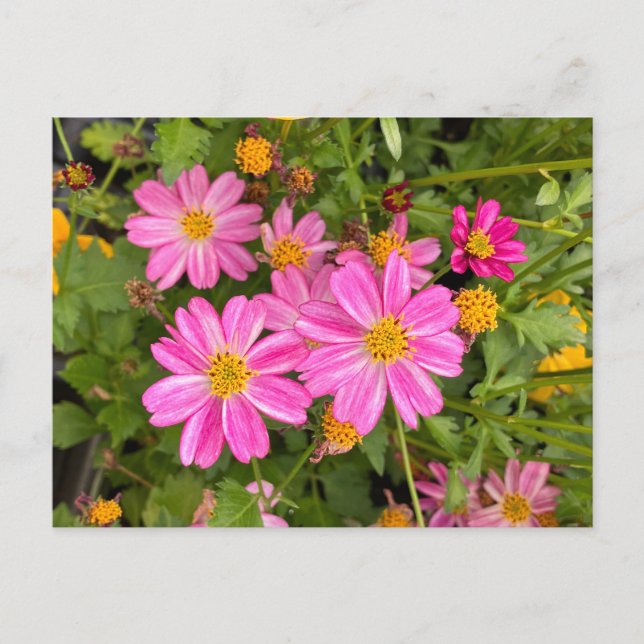 Tarjeta postal rosa ©️ Diane Heller, 2023 (Anverso)
