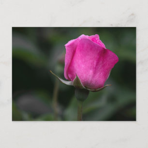 Tarjeta postal Rosa Elegante Rosa