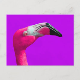 Tarjeta postal rosa Flamingo, fondo púrpura