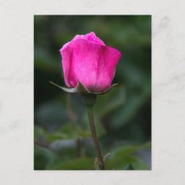 Tarjeta postal Rosa Rosa Elegante