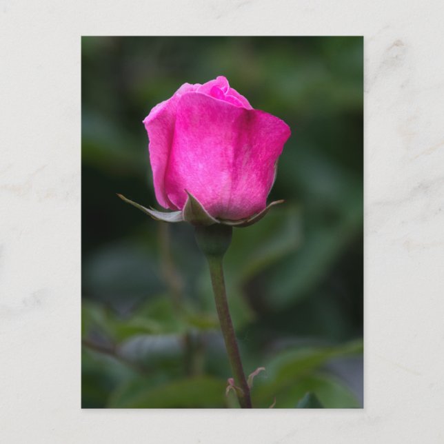 Tarjeta postal Rosa Rosa Elegante  (Anverso)