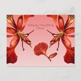 Tarjeta Postal Royal Poinciana