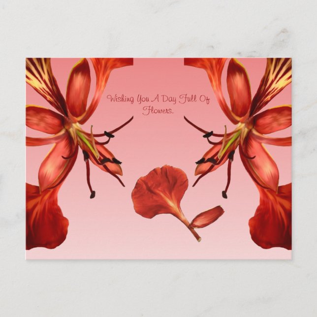 Tarjeta Postal Royal Poinciana (Anverso)